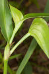 Whitemouth dayflower 